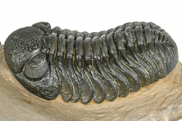 Detailed Phacopid (Morocops) Trilobite - Foum Zguid, Morocco #363139